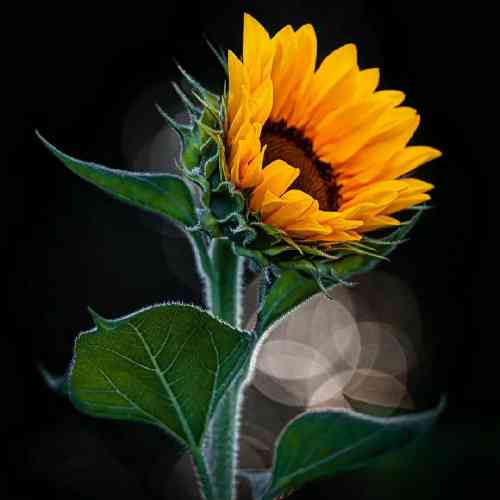 بانه شیروان بوچی